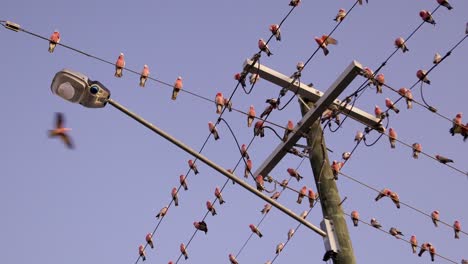 flock of australian galahs on powerlines in rural queensland