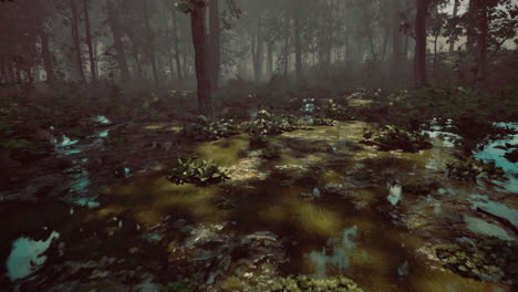 mysterious forest clearing with reflections and soft light during early morning