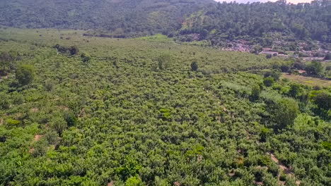 aerial over the jungles of guatemala