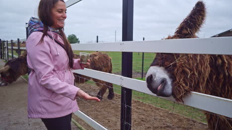 a woman feeds a shaggy mule through a fence