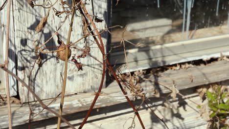 Close-up-shot-of-dried-out-vines-being-blown-around-by-wind-next-to-the-corner-of-a-window-on-an-old-scary-abandoned-rural-farmhouse