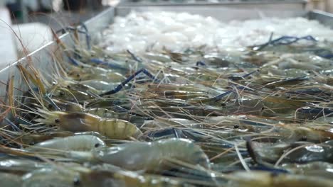 various kind of raw seafood, close up