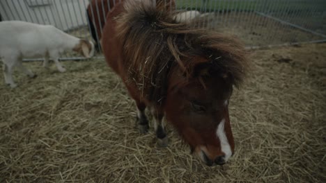 caballo marrón en miniatura en una granja rural en coaticook, quebec - primer plano, cámara lenta