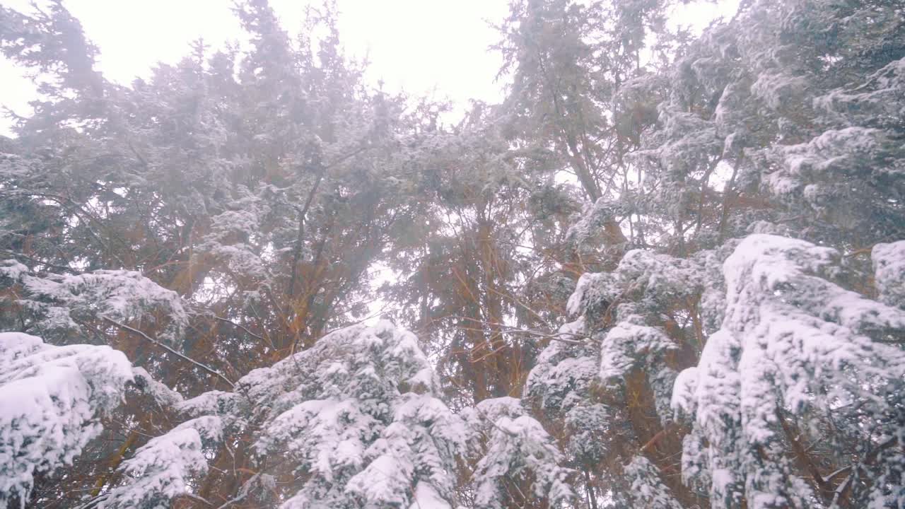 나무 위에서 떨어지는 눈