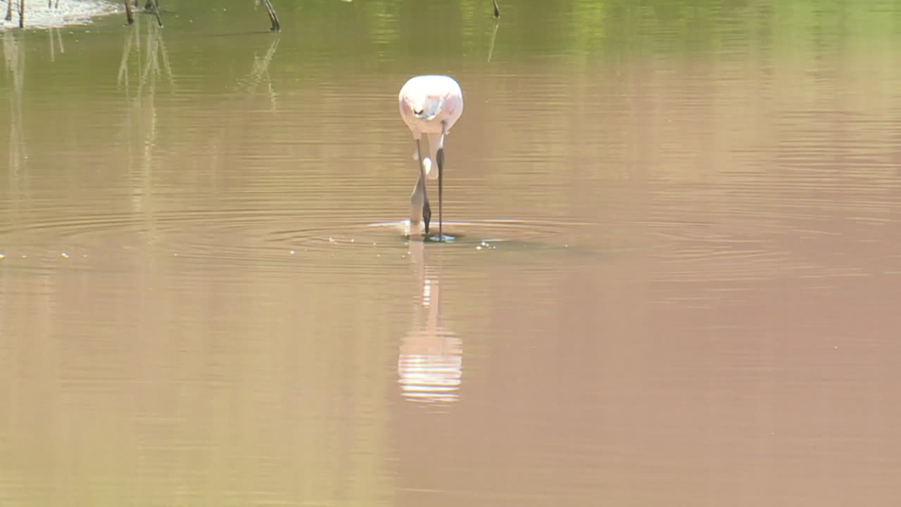 Pink Flamingo Feeding in a Calm Lagoon