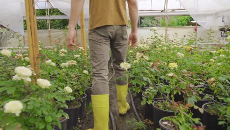 flower cultivation. flower production in the greenhouse.