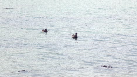 in slow motion and captured with a long lens, two brant geese float peacefully on the water’s surface. their gentle movement reflects calm and serenity.