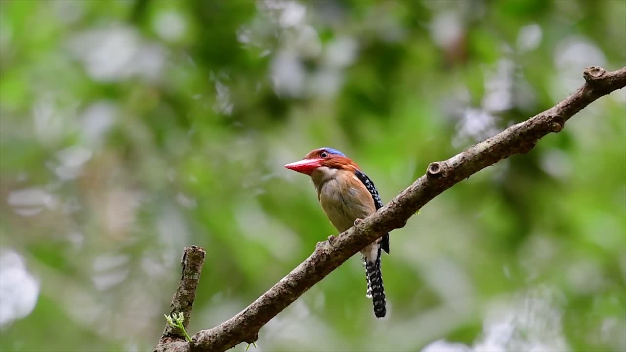 나무 물총새와 열대 우림 내 태국에서 발견되는 가장 아름다운 새 중 하나