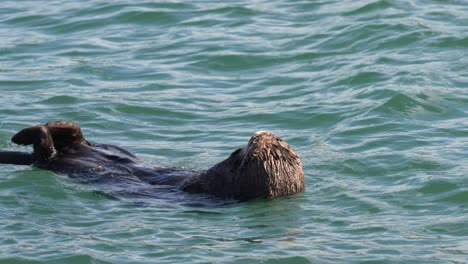 sea otter close up