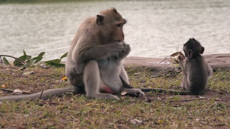 Los-Monos-Macacos-Madre-Y-Bebé-Se-Sentaron-A-Comer-Junto-Al-Río