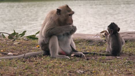 los monos macacos madre y bebé se sentaron a comer junto al río