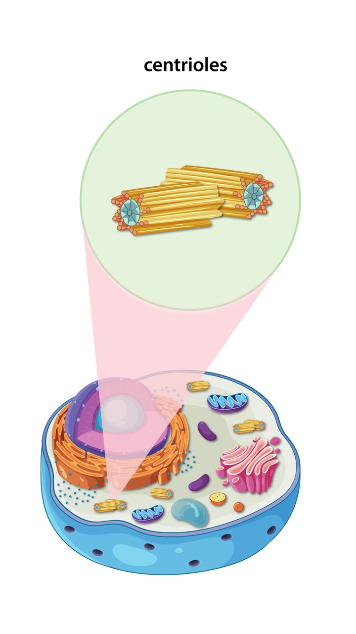 En animation der illustrerer dyrecellens anatomi med fokus på centrioler, og som fremhæver organeller og cellulære komponenter i levende farver.