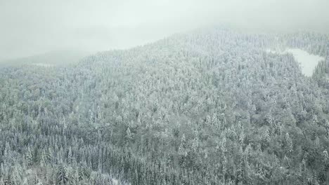 snow-covered forest mountain landscape
