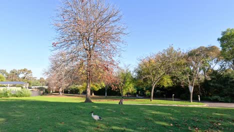 birds and trees in a serene park