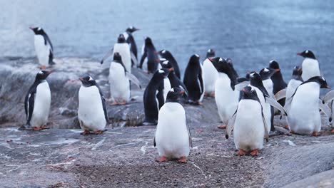 penguin colony antarctica wildlife, huddle of lots of gentoo penguins huddling for warmth, large group of penguins and on antarctic peninsula animals vacation, on rocky rocks landscape scenery