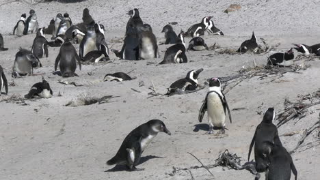 Eine-Menge-Afrikanischer-Pinguine,-Die-Sich-Am-Sandstrand-Sonnen