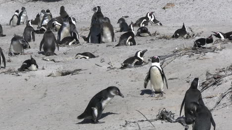 wassle of african penguins sunbathing on sandy beach