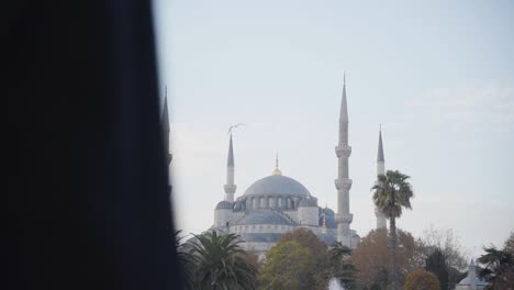 birds flying above the blue mosque in istanbul, turkey