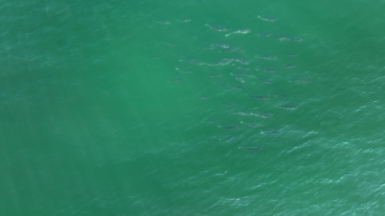 escuela de lubina rayada nadando cerca de la superficie del mar