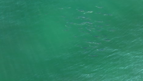 School-of-Striped-bass-swimming-near-surface-of-sea