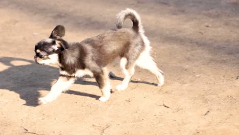 energetic puppy running and playing in the dirt