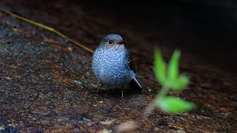 esta hembra de colirrojo plomizo no es tan colorida como el macho pero seguro que es tan esponjosa como una bola de un lindo pájaro