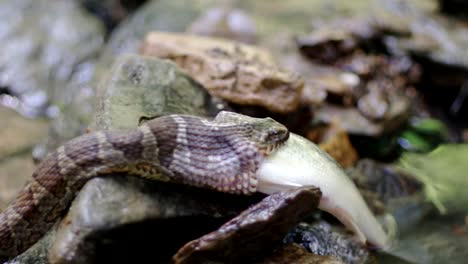 Serpiente-De-Agua-Del-Norte-Comiendo-Un-Pez-Grande-En-Un-Arroyo-Rocoso