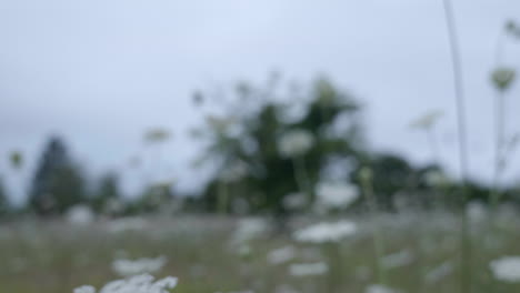 White-Inflorescence-Flowers-Of-Wild-Carrot-Growing-In