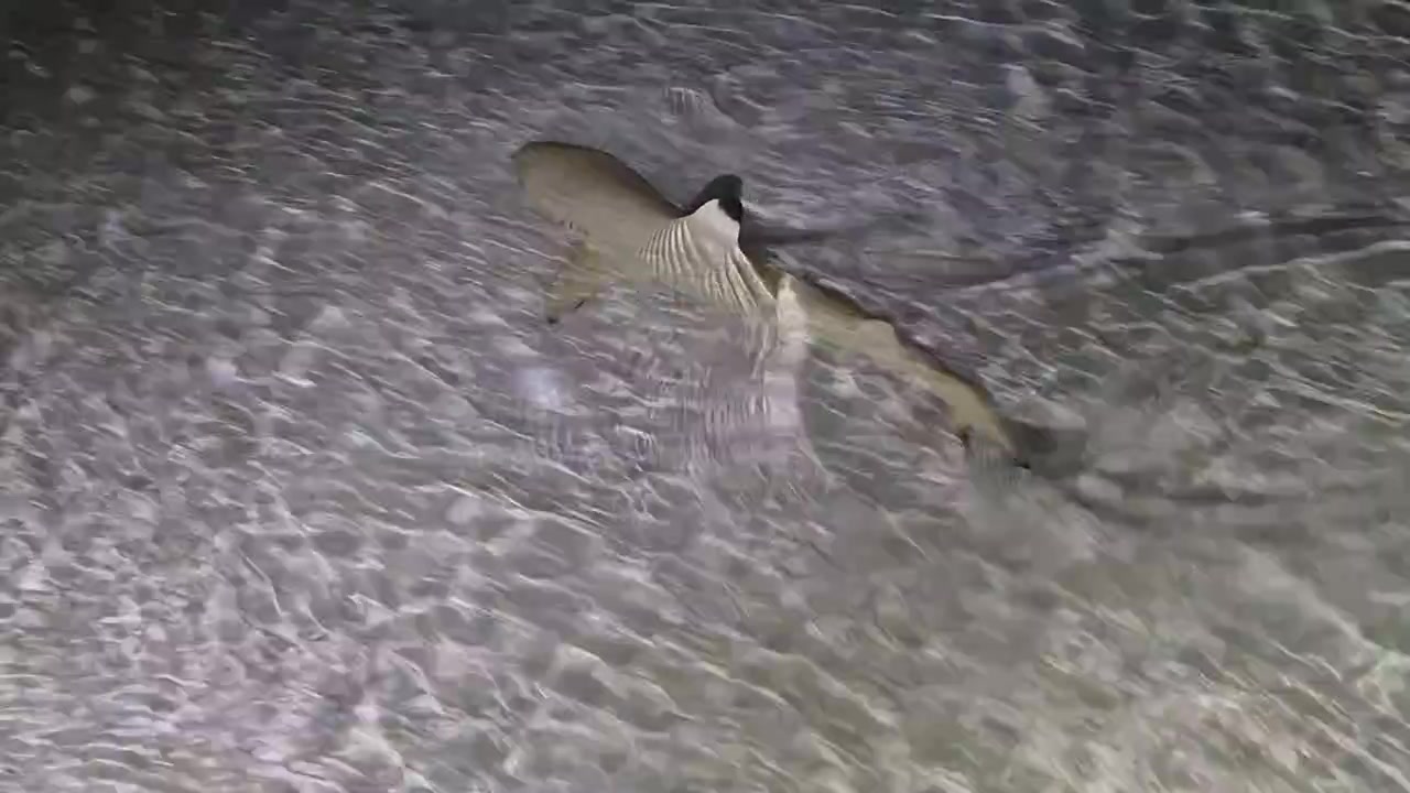 A blacktip reef shark swims through shallow tropical water at night in the Maldives, passing over a sandy seabed in clear water as seen from an underwater angle.