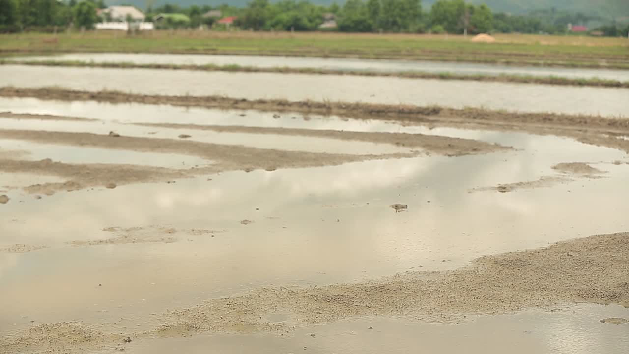 Muddy Land With Some Rice Paddy On It