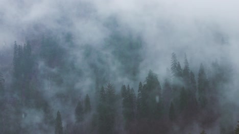 mist-fog among the trees - raining day in the forest in himachal pradesh, tosh, himalayas - india