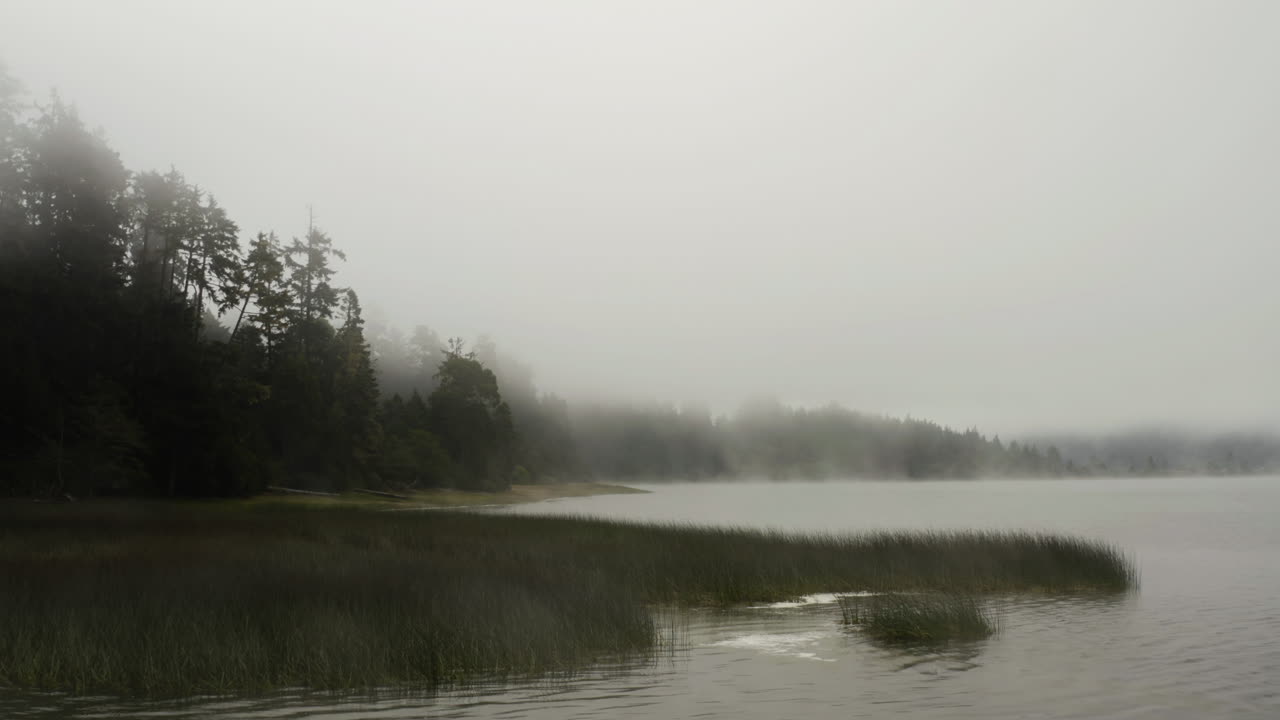 Aerial view low over reeds on a foggy lake, gloomy