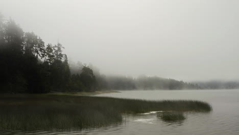 aerial view low over reeds on a foggy lake, gloomy