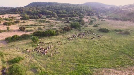 Aerial:-Manmade-lake-with-a-farm-with-sheep-on-Lesbos,-Greece