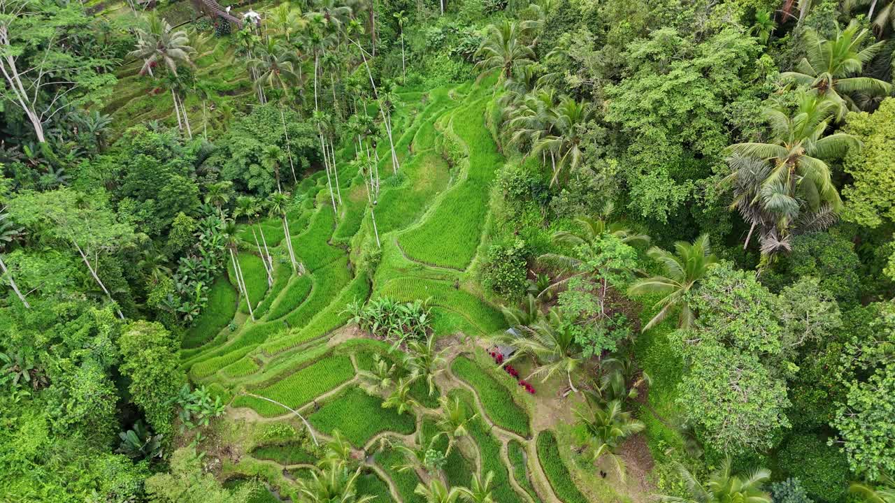 Aerial view of the lush Tegalalang Rice Terraces in Bali, Indonesia, surrounded by tropical forest and palm trees, showcasing traditional Balinese farming and the ancient subak irrigation system