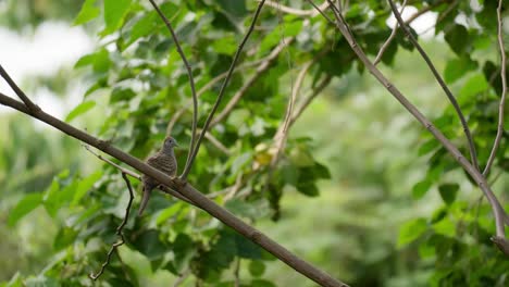 Zebra-Dove-Bird-Relaxing-on-Twig-in-Green-Rainforest