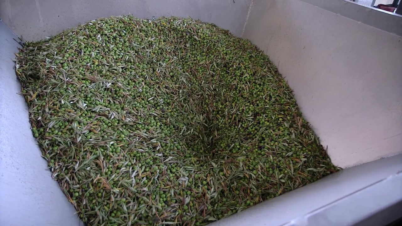 Green olives and leaves being sifted in oil mill machinery. Oil mill in Sicily.