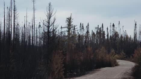 pov view of aftermath of kirkland lake forest fire with charred trees and lonely road