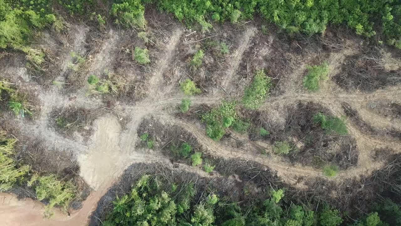 vista aérea de la deforestación en malasia.