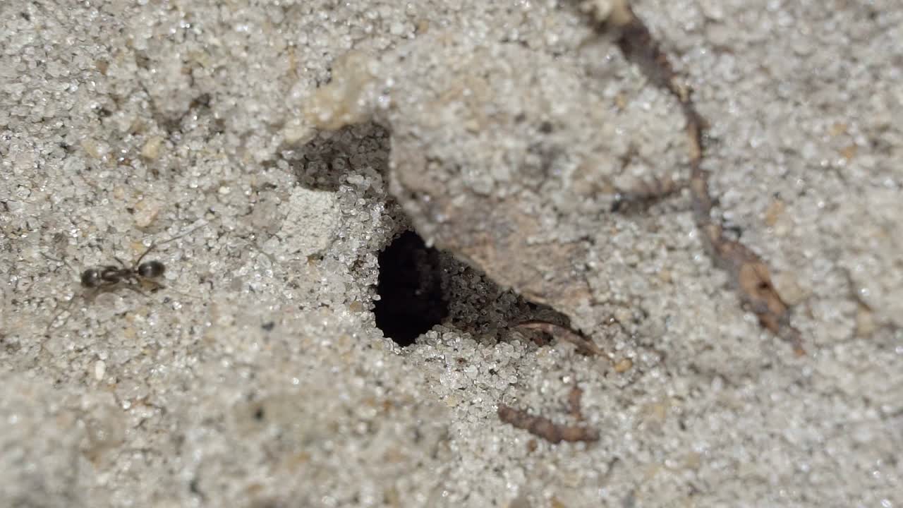 macro en cámara lenta de un pequeño agujero de hormiga en la arena de un pequeño jardín en brasil con hormigas trabajadoras negras caminando y recolectando alimentos y suministros en un cálido día soleado de verano