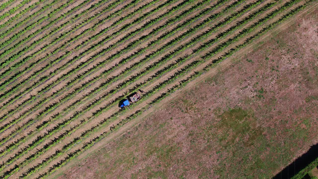 Aerial view of a vineyard with a tractor harvesting in a village in Cantabrian, Spain