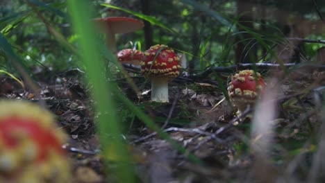 Agárico-De-Mosca-O-Amanita-Muscaria-Hongos-Venenosos-Con-Gorra-Roja-Y-Manchas-Blancas