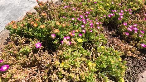 drosanthemum flowers blooming in a garden in naples