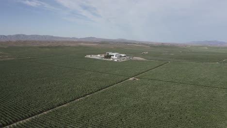 Bright-white-buildings-situated-in-a-mountainous-region-of-Spain,-olive-fields