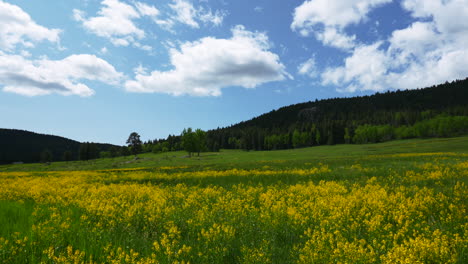 Cinematic-Colorado-nature-open-space-meadow-yellow-purple-wildflowers-Aspen-Trees-Evergreen-Conifer-Boulder-Denver-spring-summer-blue-sky-sunny-lush-tall-green-grass-slider-forward-movement