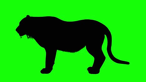 silhouette of a tiger eating, on green screen, side view