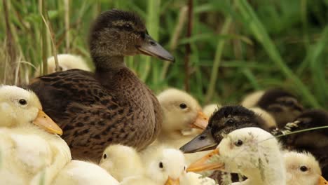 mother duck with ducklings