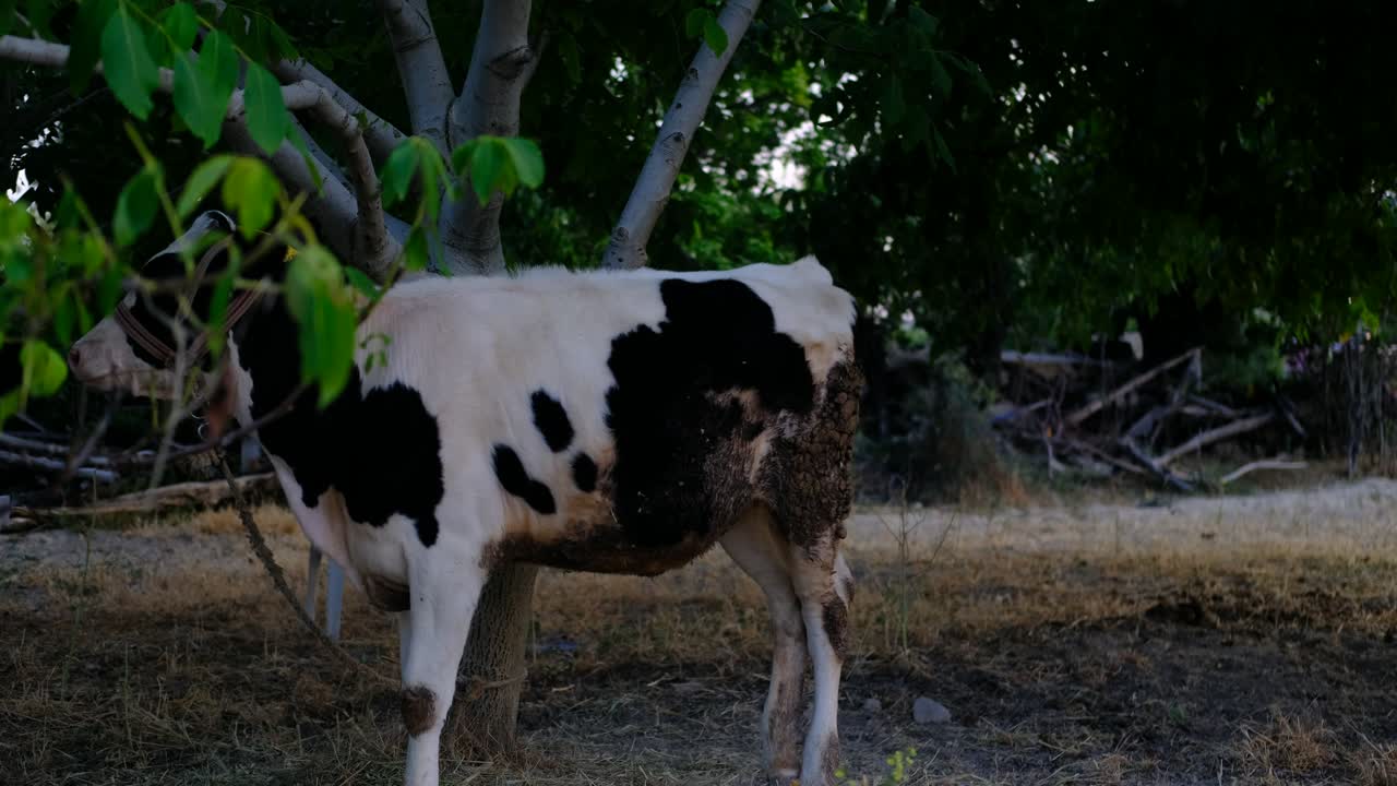 송아지 인 나무