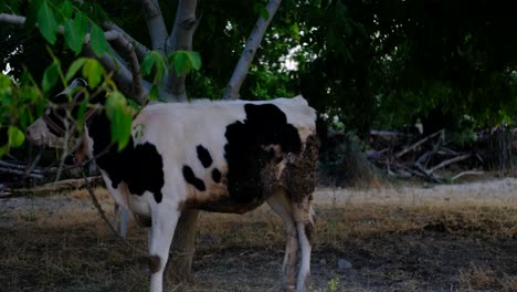 Calf-tied-tree