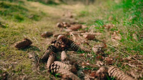 Rutschen-Sie-Erschossenen-Tannenzapfen,-Der-Auf-Dem-Gras-Liegt